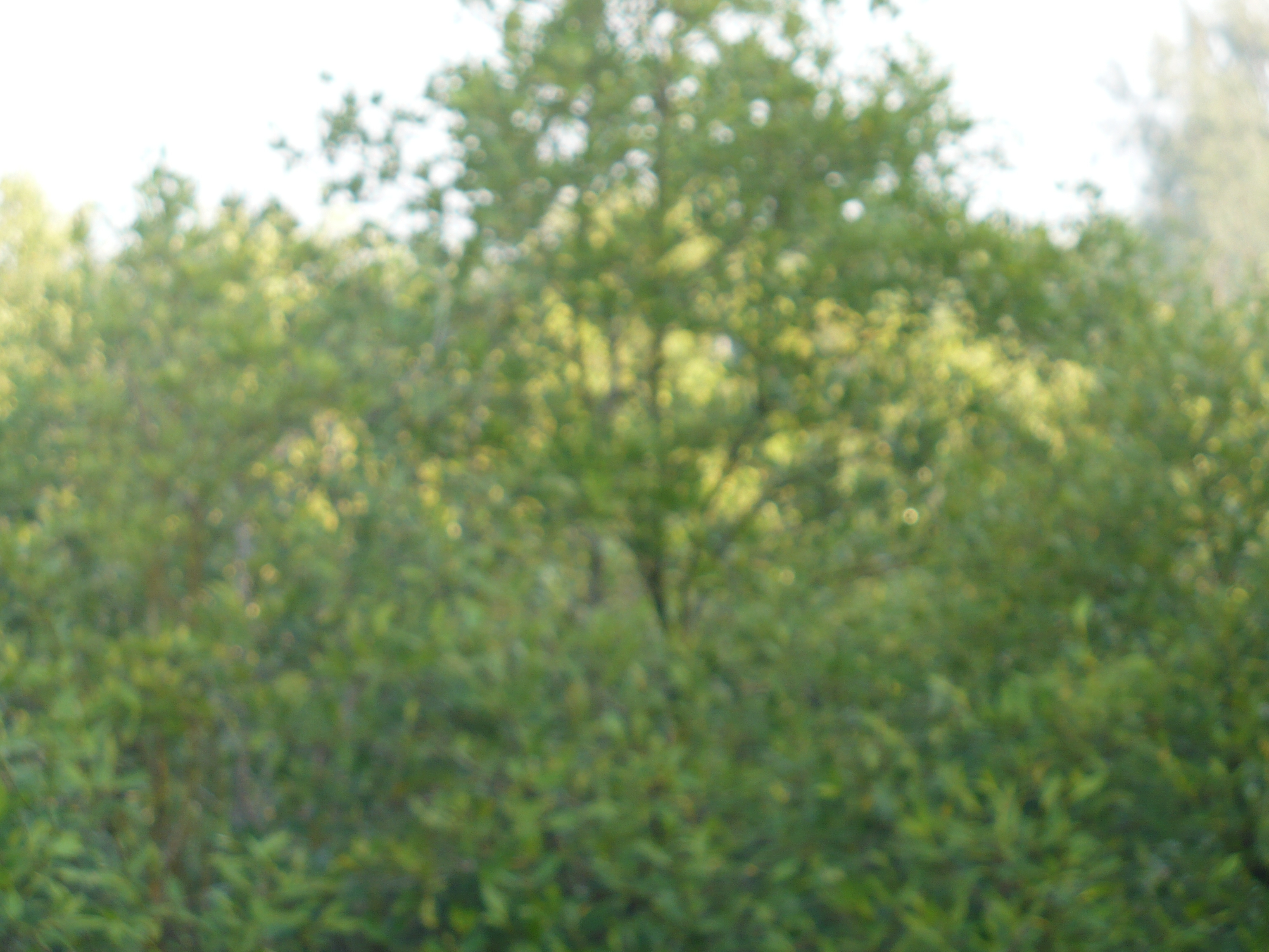 Sundari & Bani trees